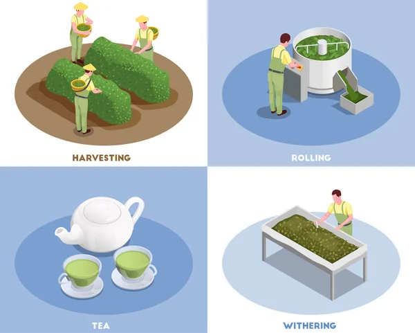 Producción de té Concepto isométrico — Vector de stock
