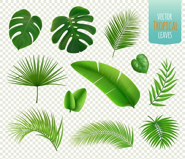 Conjunto de hojas tropicales — Vector de stock