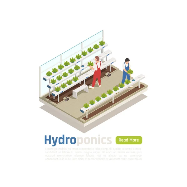 Hydroponics Greenhouse isometrische samenstelling — Stockvector