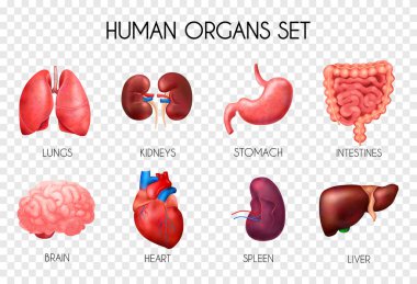 Gerçekçi İnsan İç Organları Şeffaf Simge Seti