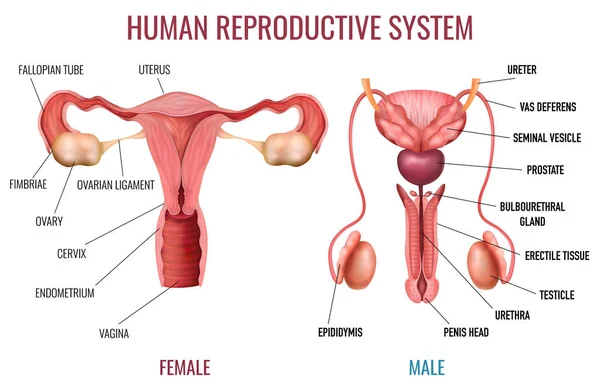 現実的な人間の生殖システム — ストックベクタ