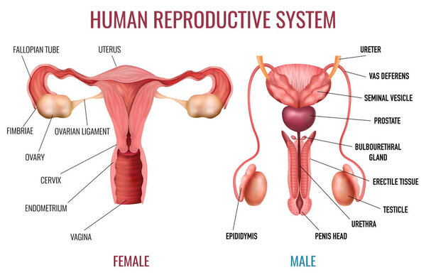 Realistic Human Reproductive System