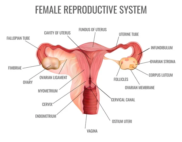 Sistema reproductor femenino — Vector de stock