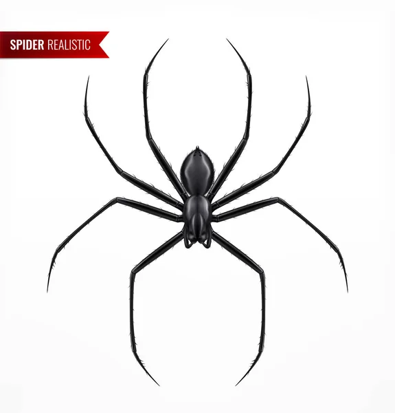 Zwarte Spider Realistische Samenstelling — Stockvector