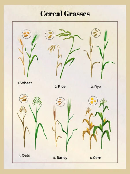 Cartel de hierbas de cereales — Archivo Imágenes Vectoriales