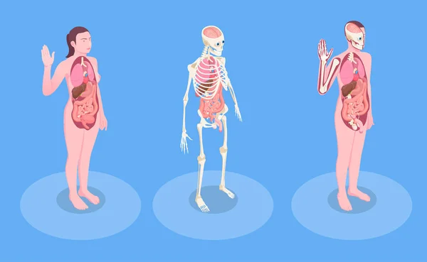 Menneskelige organer Isometrisk illustrasjon – stockvektor