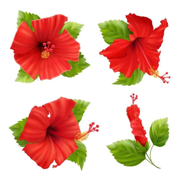 Ensemble de fleurs d'hibiscus — Image vectorielle
