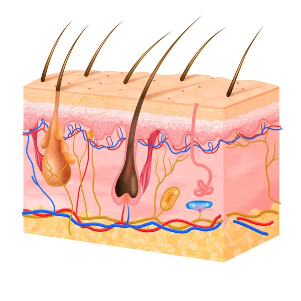 Ilustración realista de la estructura de la piel — Vector de stock