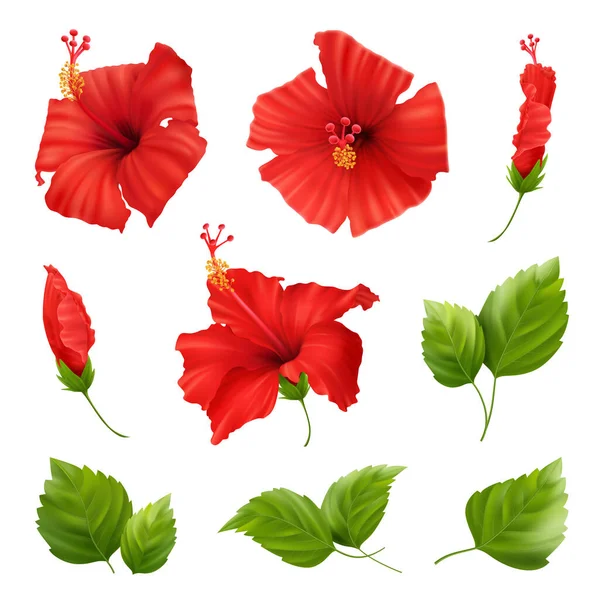 Realistici Fiori Hibiscus Set — Vettoriale Stock