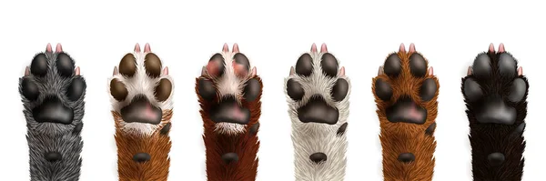 Realistisches Dog Paw Set — Stockvektor