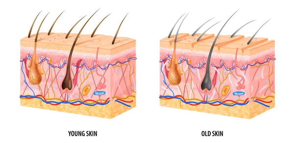 若い古い皮膚構造 — ストックベクタ