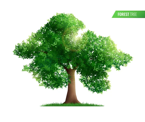 Composição de árvores florestais realista — Vetor de Stock