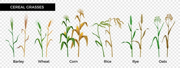 Trawy zbożowe płaski zestaw — Wektor stockowy