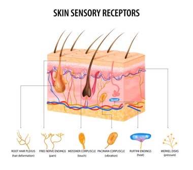 Sensory Receptors Concept clipart