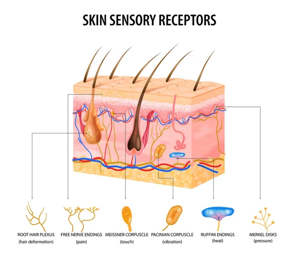 Concepto de receptores sensoriales — Vector de stock