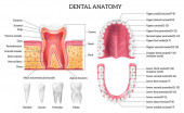 Infografiken zur Zahnanatomie