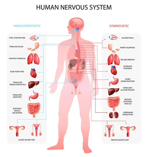 Sistema nervioso Tabla realista — Vector de stock