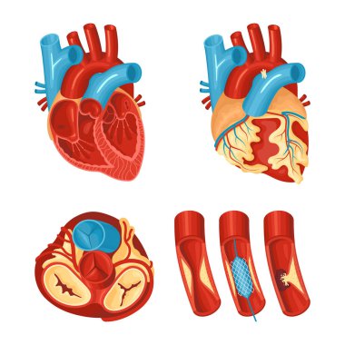 Kalp Anatomisi Ayarları