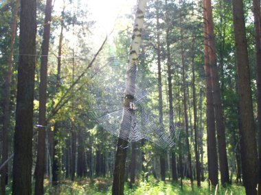 Yaz ormanlarında güneşte örümcek ağı