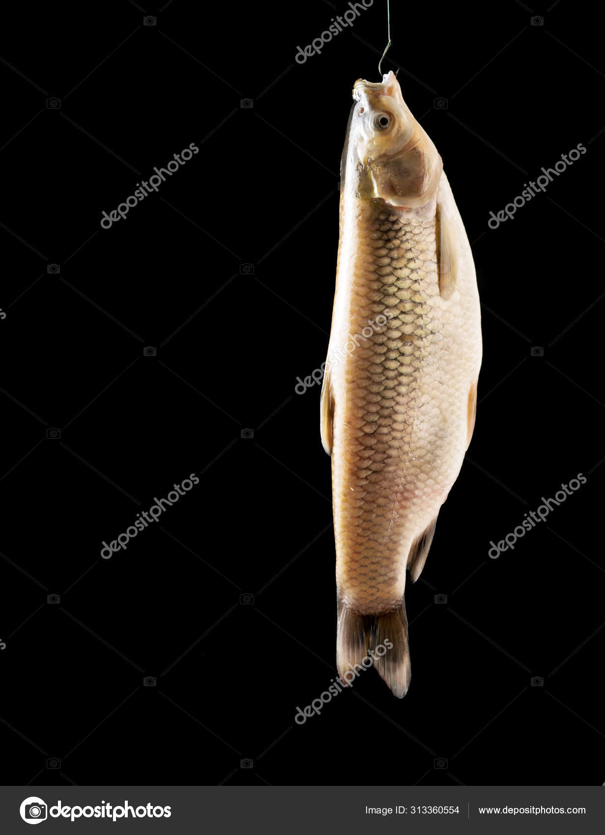 White fish hanging on a fishing line with a hook. Stock Photo by