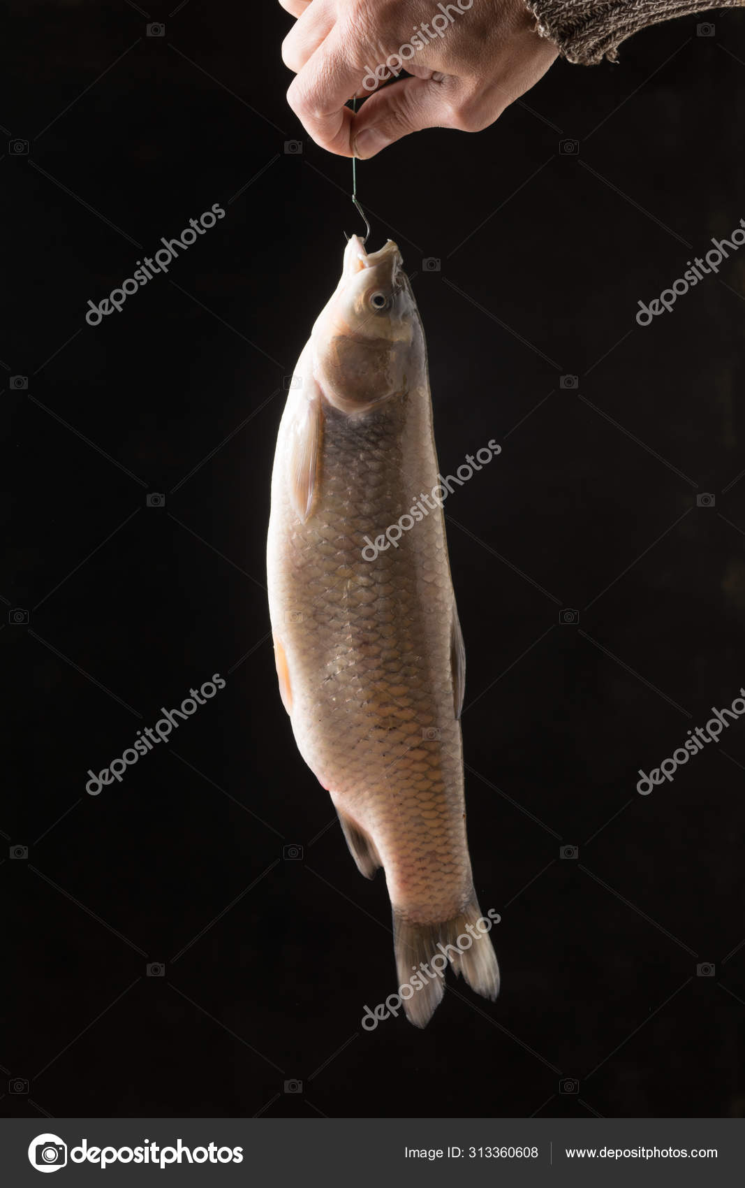White fish hanging on a fishing line with a hook. Stock Photo by  ©George7423 313360608