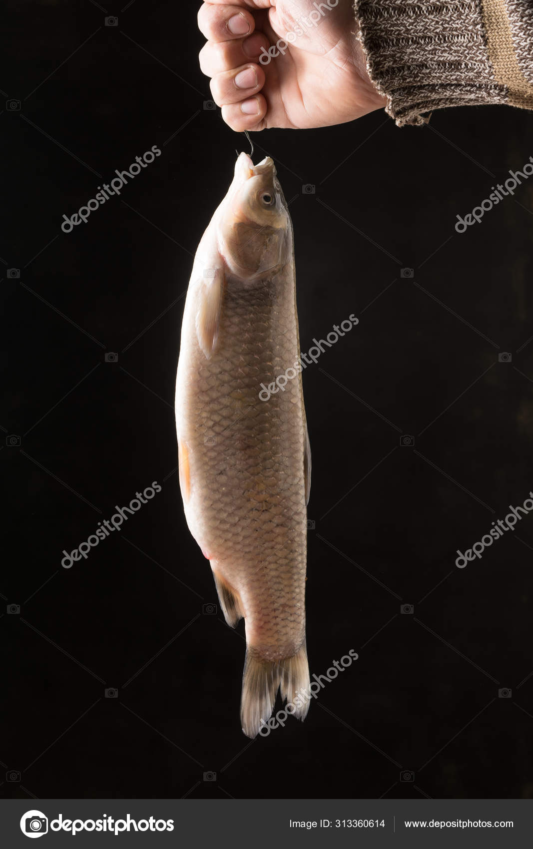 White fish hanging on a fishing line with a hook. Stock Photo by  ©George7423 313360614