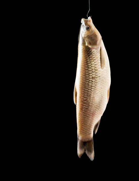 White fish hanging on a fishing line with a hook. — Stock Photo, Image