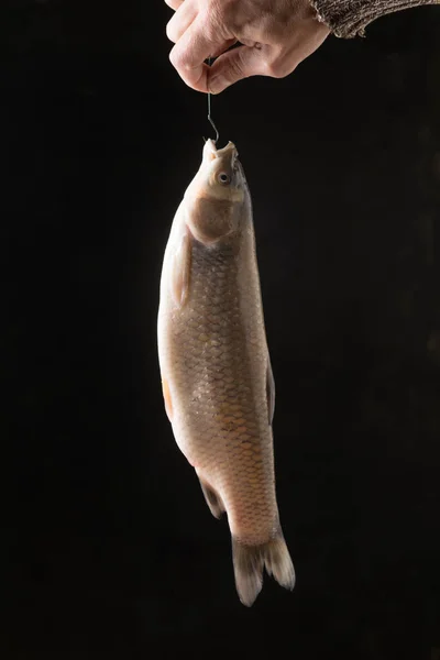 White fish hanging on a fishing line with a hook.