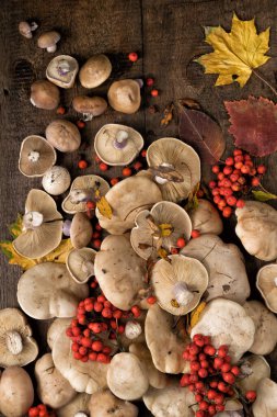 Lepista saeva mantarları sonbahar yaprakları ve rowan meyveleriyle dolu bir masada.
