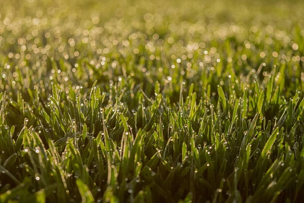 Sprouts of winter wheat sparkle at sunrise with dew drops glistening. Young wheat grows in the field. — Stock Photo, Image