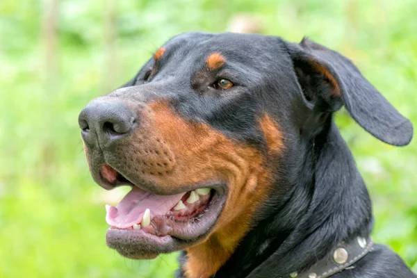 Portré egy fekete ülő doberman kutya — Stock Fotó