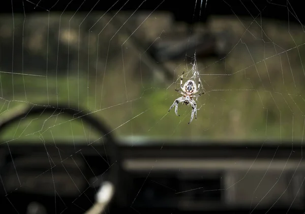 Grande araignée sur la toile sur un vieux véhicule tout-terrain — Photo