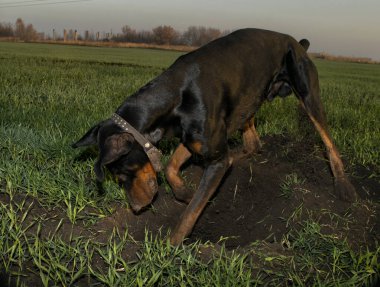 Doberman köpeği kemirgen köstebeği ya da köstebeği bulmak için sert zemin kazar.