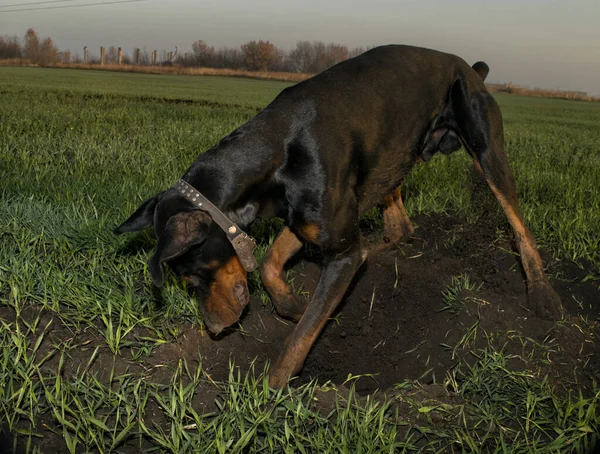 Doberman dog digs hard ground in search of a rodent mole or gopher