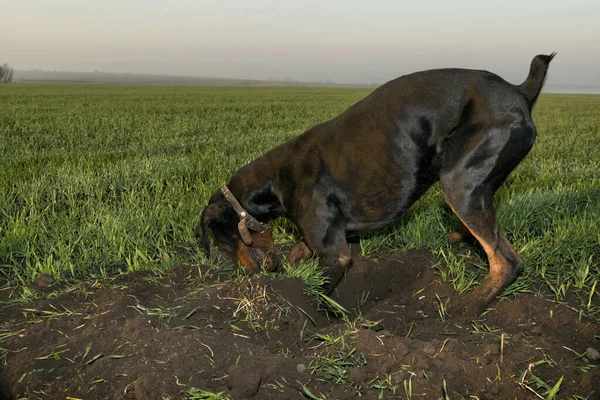 Doberman dog digs hard ground in search of a rodent mole or gopher