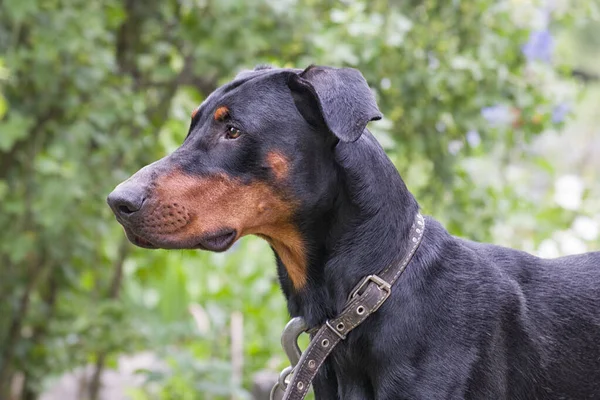 Doberman pies z kołnierzem na tle zielonych krzewów — Zdjęcie stockowe