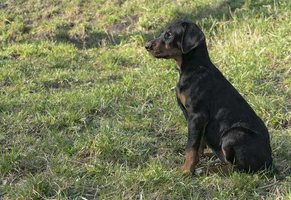 Doberman kiskutya a háttérben a zöld bokrok — Stock Fotó