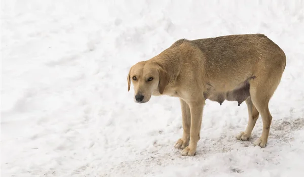 Aç ve evsiz köpek sokakta terk edilmiş