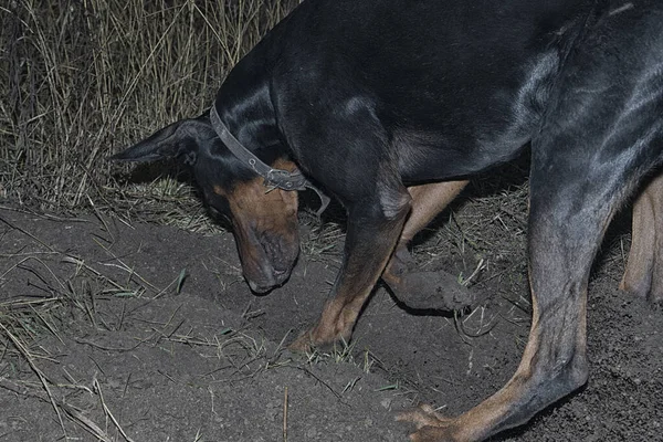 Doberman dog digs its paws and rips teeth pieces of soil in search of a rodent or ground squirrel