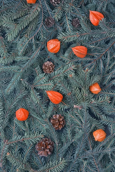 Creative green background from branches of fir cones and red physalis — Stockfoto