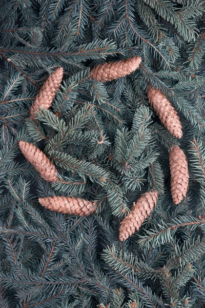 Creative green background of fir branches and cones. — Φωτογραφία Αρχείου