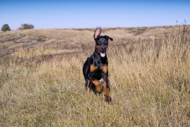 Doberman runs across the field towards the camera