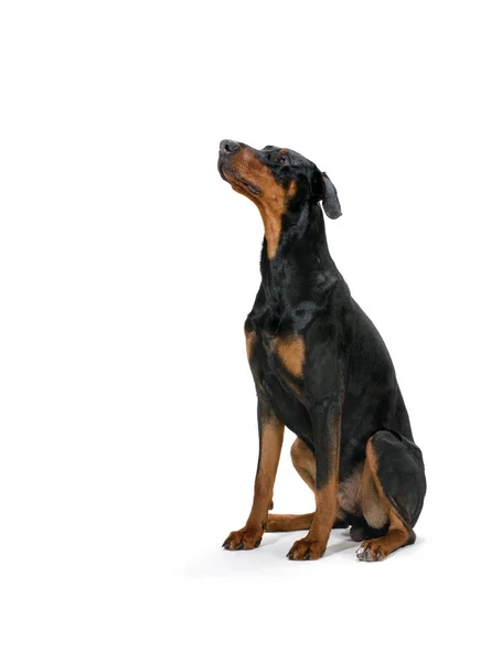 Doberman dog puppy of nine months old sits on a white background — Stock Photo, Image