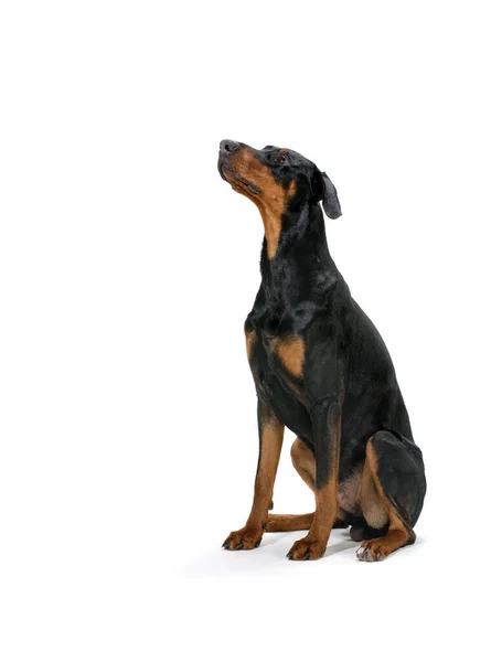 Doberman hond puppy van negen maanden oud zit op een witte achtergrond — Stockfoto