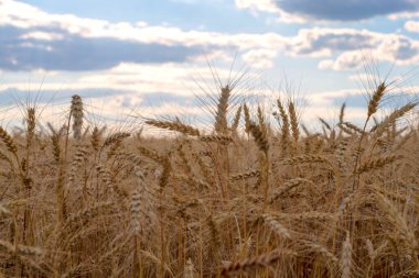 Bir tarlada yetişen sarı tahıllar hasat için hazır.