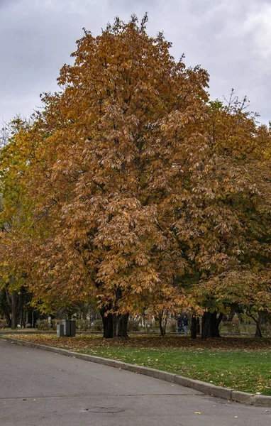 Caminhe Gorky Park Outono — Fotografia de Stock