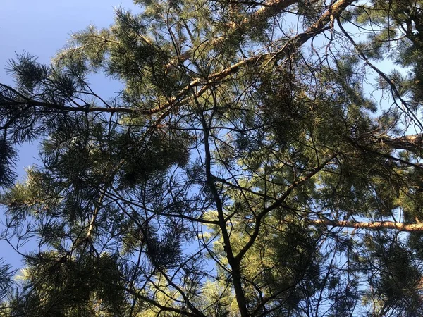 松の木の頂上 — ストック写真
