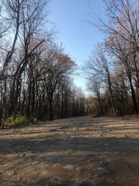 Sonbahar ormanındaki yol.