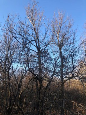 ağaçlar ormandaki yaprakları olmadan