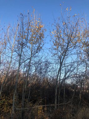 Şafakta sonbahar orman